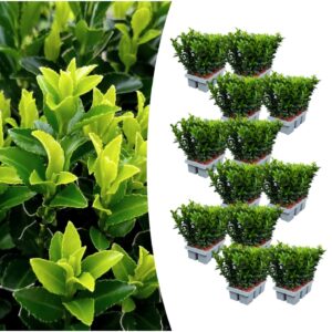 12 X 6 Pack Euonymus 'Green Spire' - Ø 7 Cm - ↨ 15 Cm
