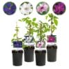 Klimplant - Clematis Rainbow - Bloem Roze Wit Paars Rood - 4 Planten - Pot 11Cm Hoogte 40Cm