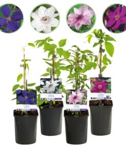 Klimplant - Clematis Rainbow - Bloem Roze Wit Paars Rood - 4 Planten - Pot 11Cm Hoogte 40Cm