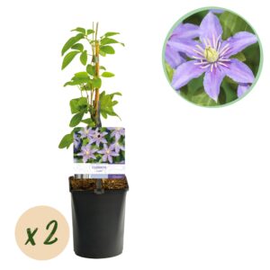 Klimplant - Clematis Justa - Bloem Licht Blauw - 2 Planten -  Pot 11Cm Hoogte 40Cm