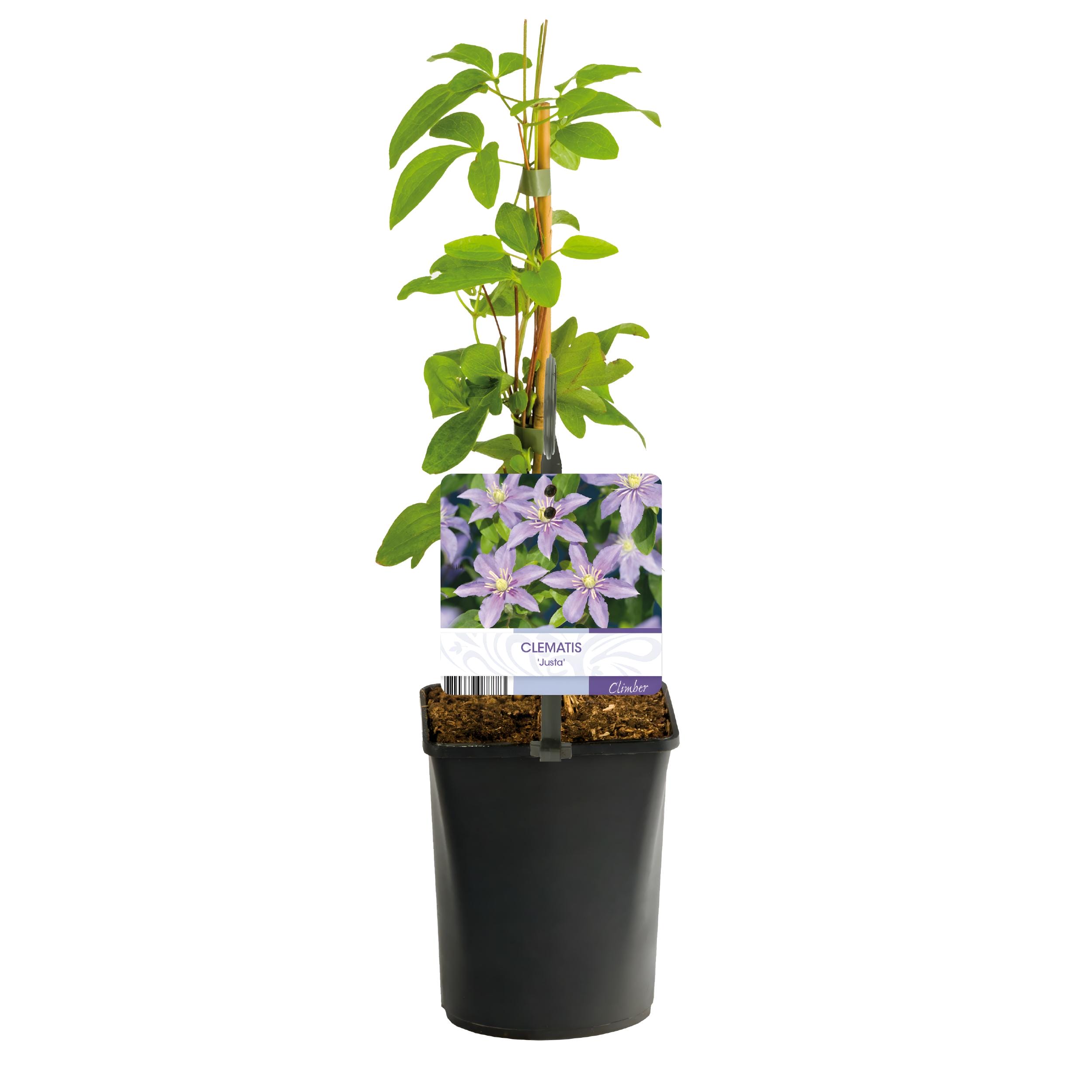 Klimplant - Clematis Justa - Bloem Licht Blauw - 2 Planten - Pot 11Cm Hoogte 40Cm - Afbeelding 2