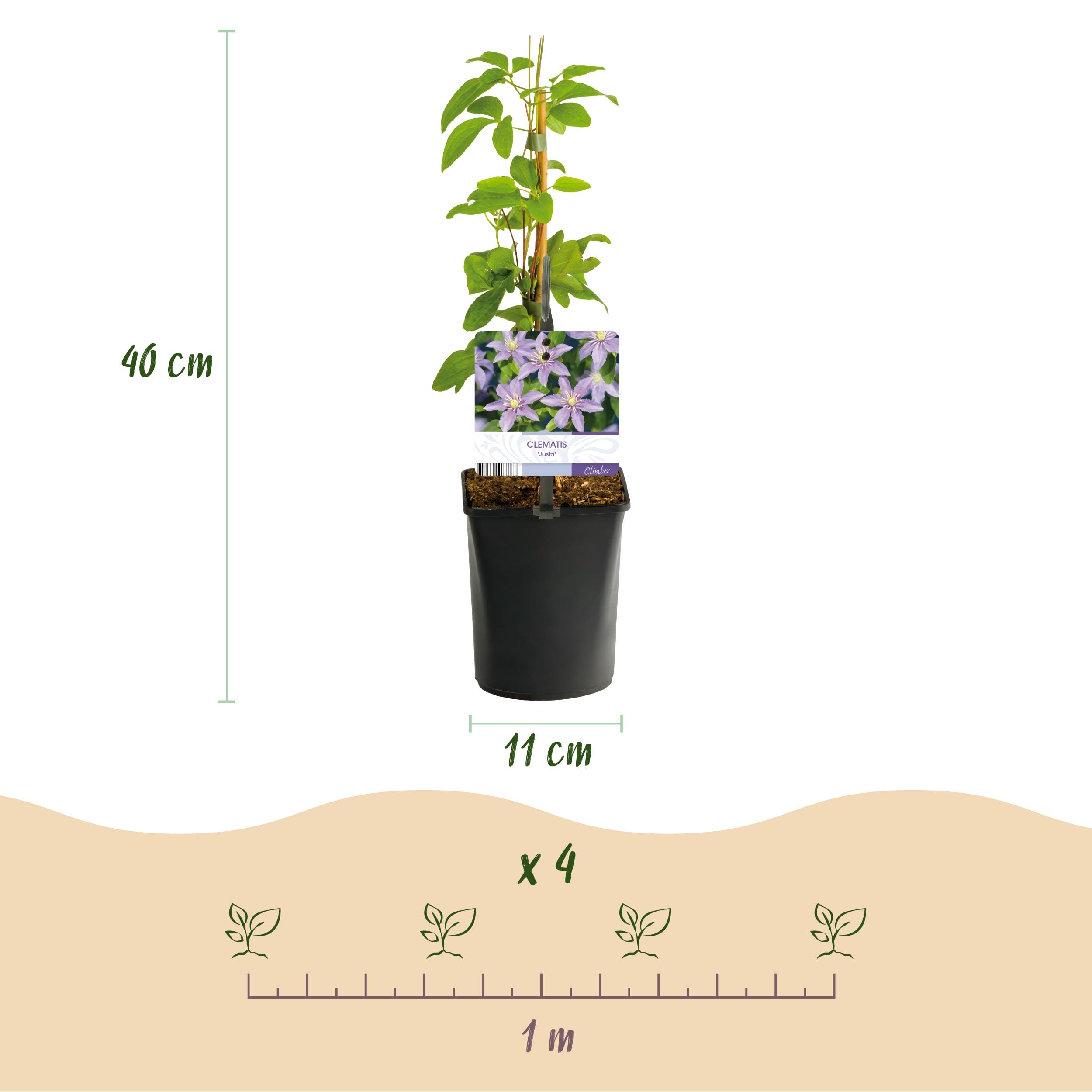 Klimplant - Clematis Justa - Bloem Licht Blauw - 2 Planten - Pot 11Cm Hoogte 40Cm - Afbeelding 3