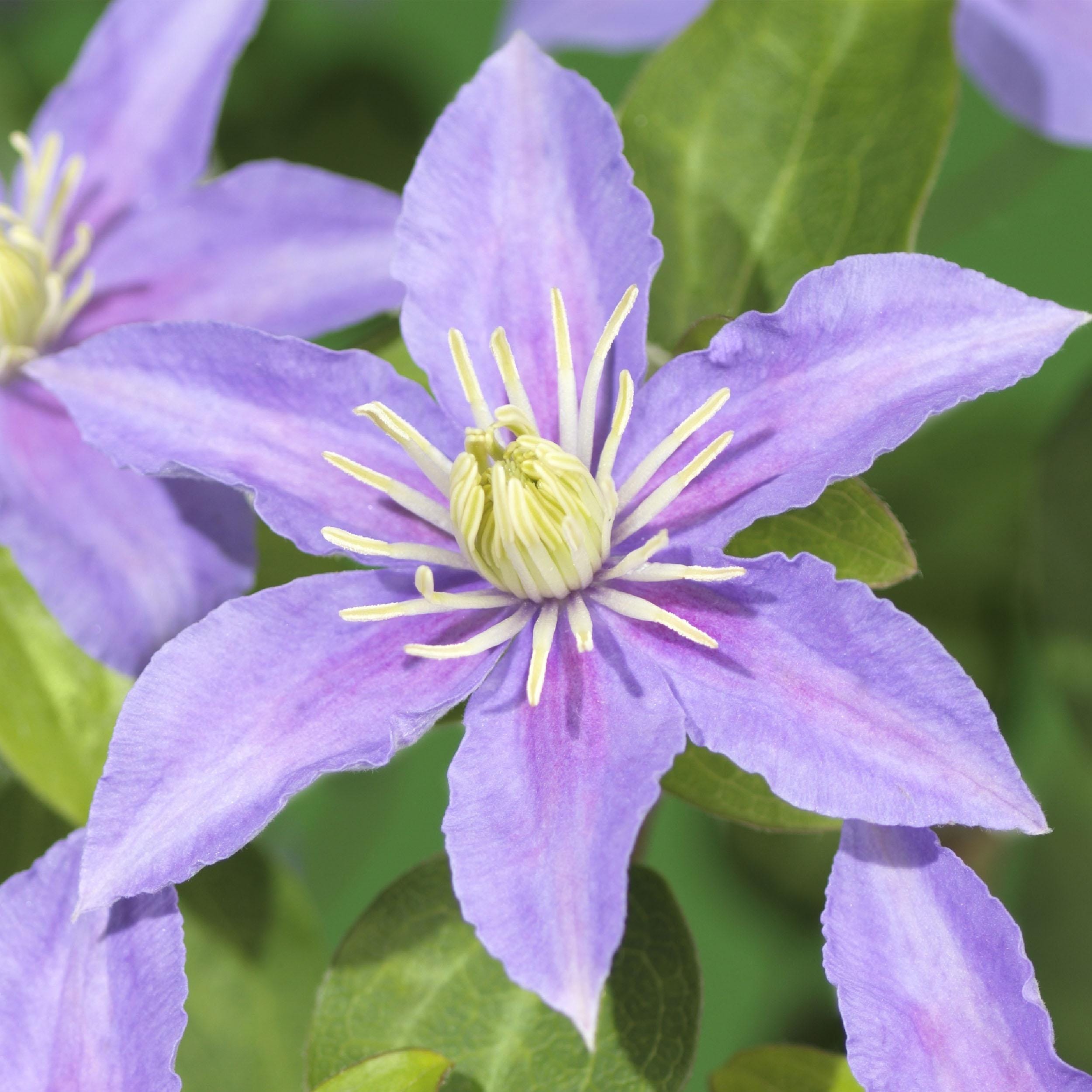 Klimplant - Clematis Justa - Bloem Licht Blauw - 2 Planten - Pot 11Cm Hoogte 40Cm - Afbeelding 4