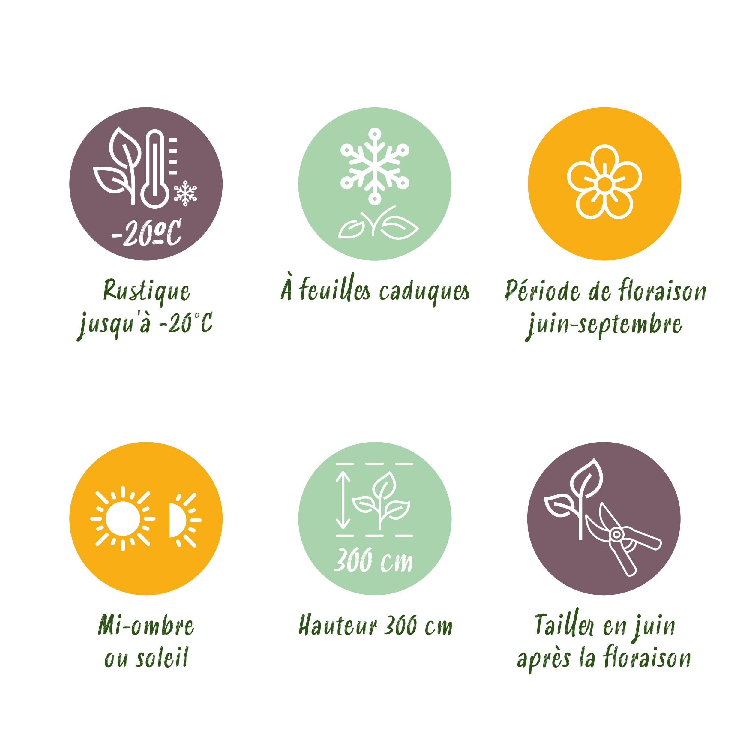 Klimplant - Clematis Justa - Bloem Licht Blauw - 2 Planten - Pot 11Cm Hoogte 40Cm - Afbeelding 6