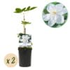 Klimplant - Clematis Madame Le Coultre - Bloem Wit - 2 Planten -  Pot 11Cm Hoogte 40Cm