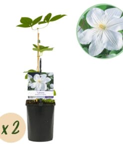 Klimplant - Clematis Madame Le Coultre - Bloem Wit - 2 Planten -  Pot 11Cm Hoogte 40Cm