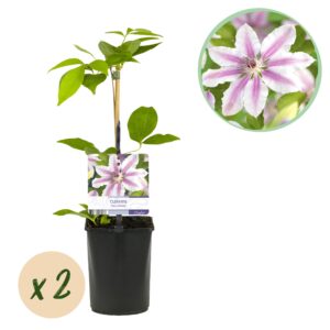 Klimplant - Clematis Nelly Moser - Bloem Roze - 2 Planten -  Pot 11Cm Hoogte 40Cm