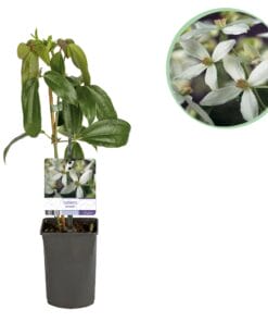 Klimplant - Clematis Armandii - Bloem Wit - Groenblijvend - 1 Plant Pot 11Cm Hoogte 40Cm