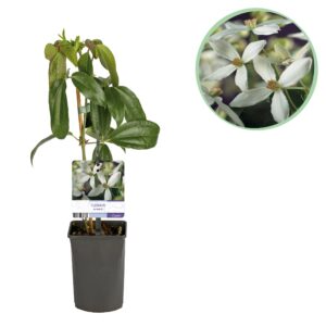 Klimplant - Clematis Armandii - Bloem Wit - Groenblijvend - 1 Plant Pot 11Cm Hoogte 40Cm
