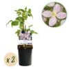Klimplant - Clematis Montana Rubens - Bloem Roze - Vroegbloeiend - 2 Planten -  Pot 11Cm Hoogte 40Cm