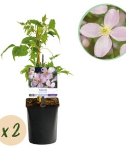 Klimplant - Clematis Montana Rubens - Bloem Roze - Vroegbloeiend - 2 Planten -  Pot 11Cm Hoogte 40Cm
