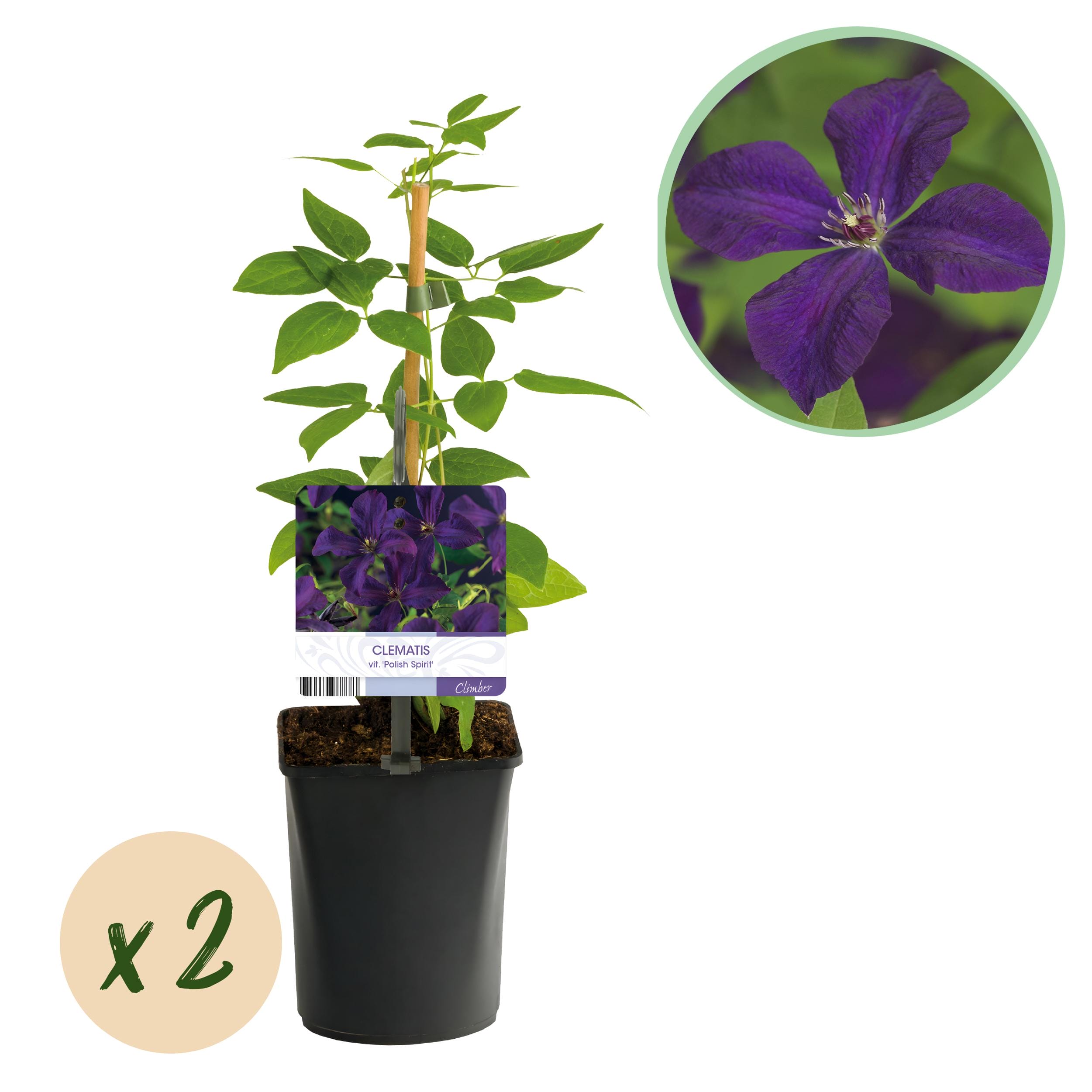 Klimplant - Clematis Vit. Polish Spirit - Bloem Roze - 2 Planten - Pot 11Cm Hoogte 40Cm