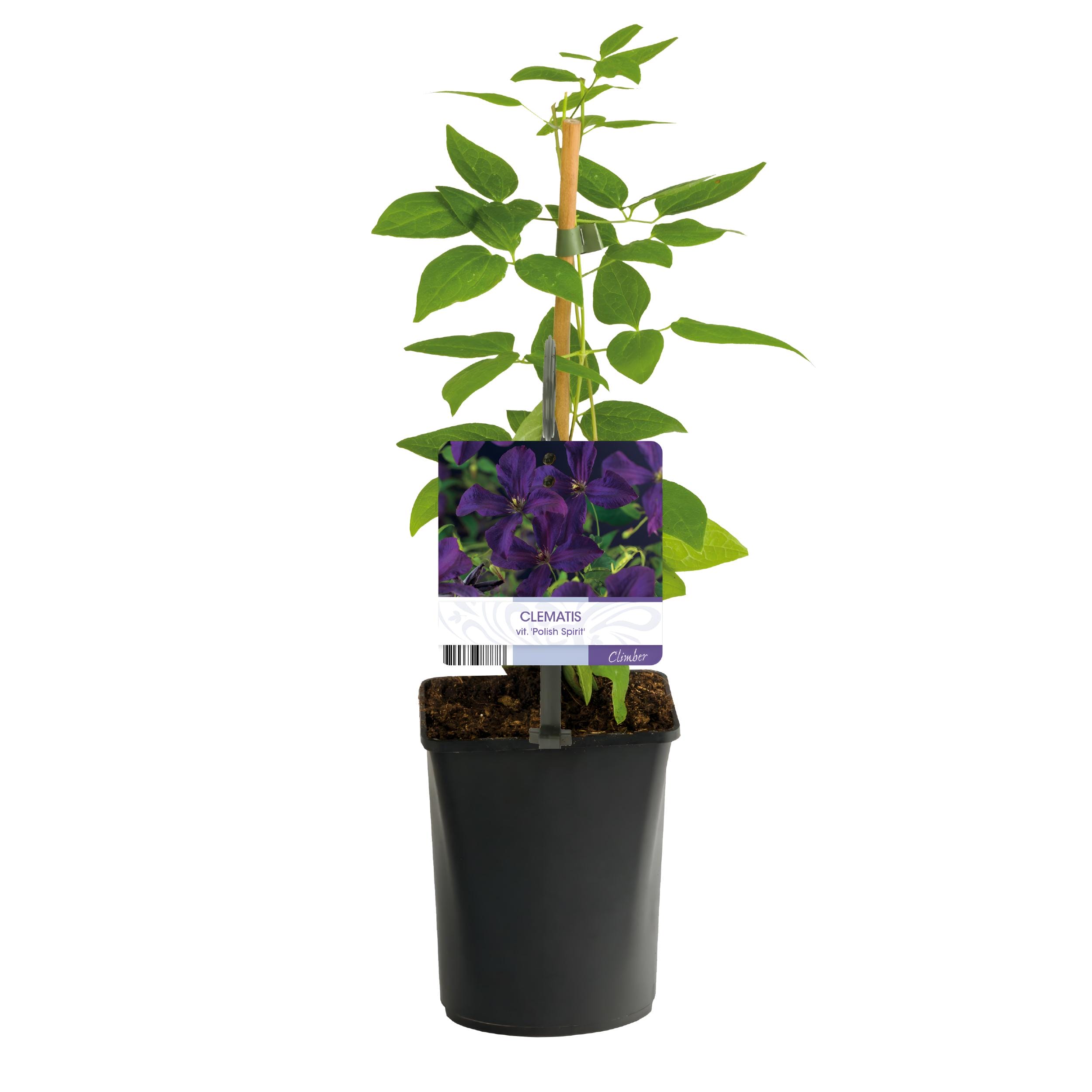 Klimplant - Clematis Vit. Polish Spirit - Bloem Roze - 2 Planten - Pot 11Cm Hoogte 40Cm - Afbeelding 2
