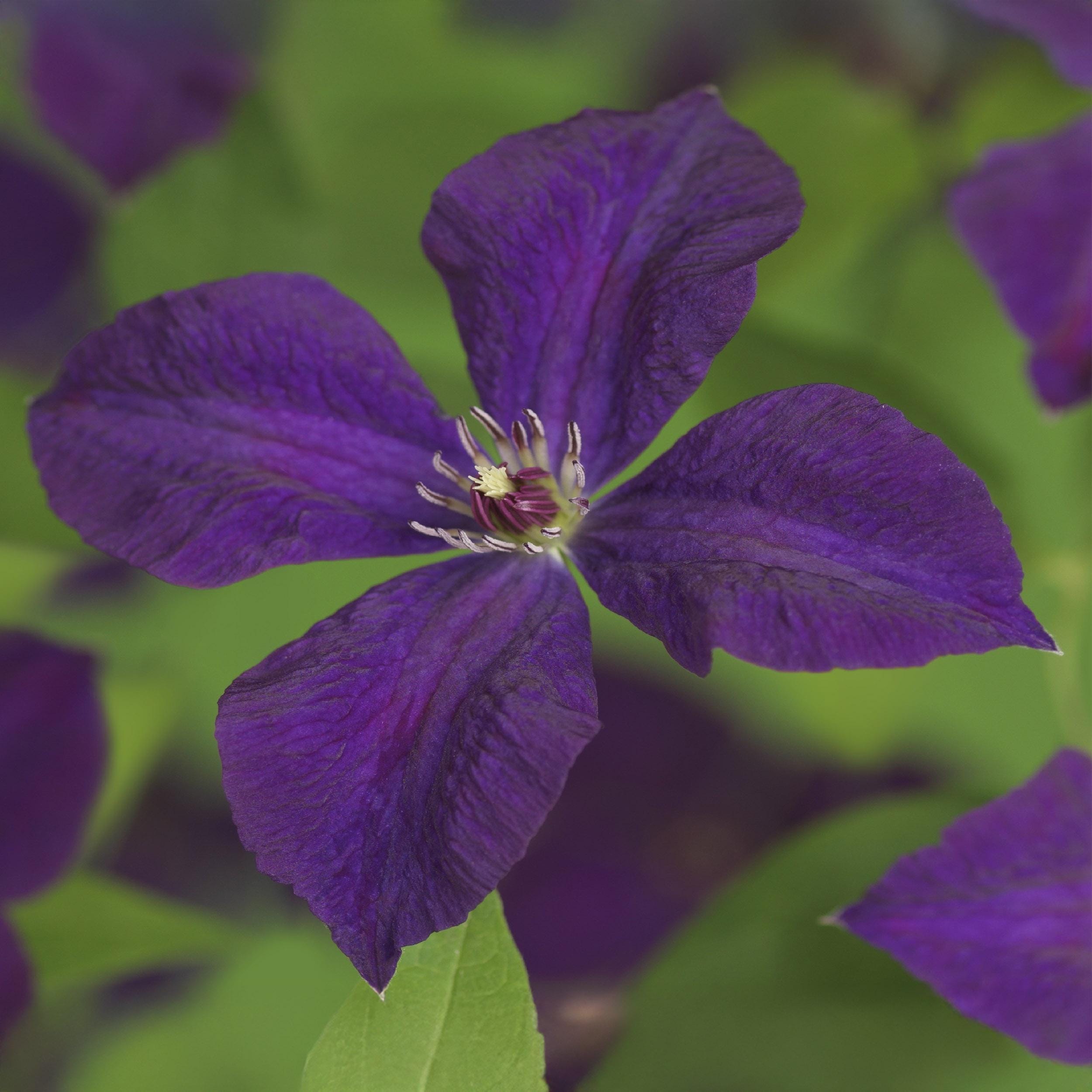 Klimplant - Clematis Vit. Polish Spirit - Bloem Roze - 2 Planten - Pot 11Cm Hoogte 40Cm - Afbeelding 4