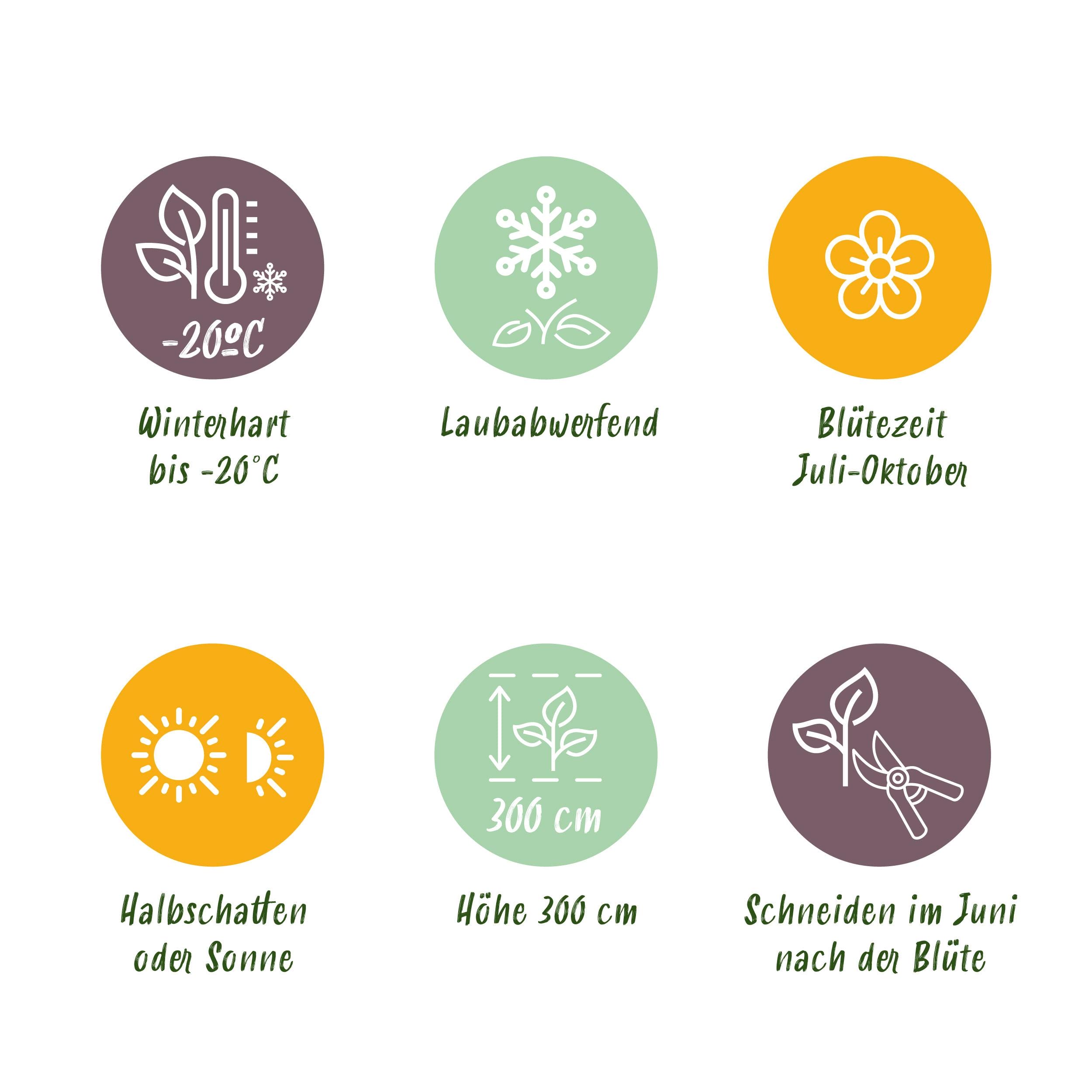 Klimplant - Clematis Vit. Polish Spirit - Bloem Roze - 2 Planten - Pot 11Cm Hoogte 40Cm - Afbeelding 5