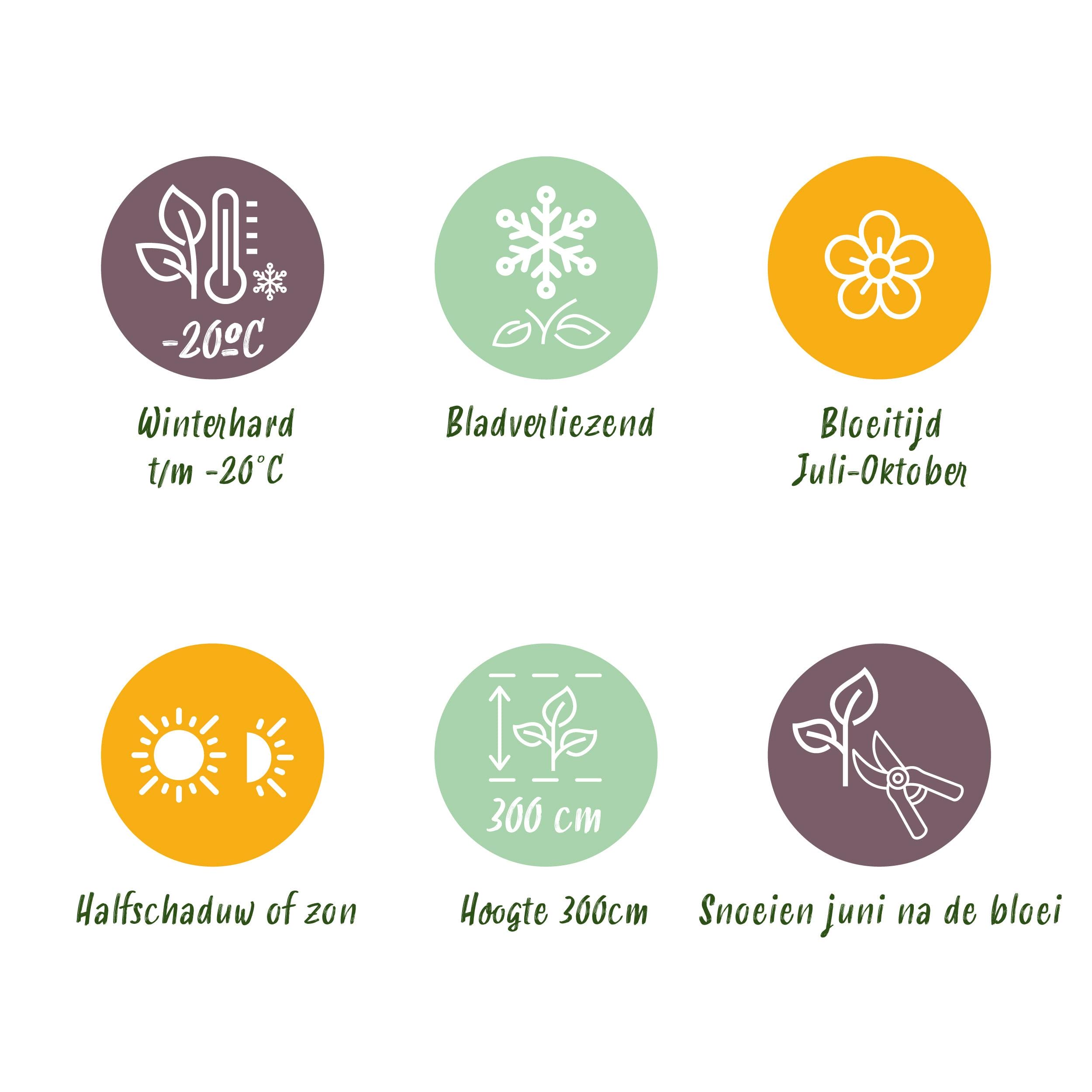 Klimplant - Clematis Vit. Polish Spirit - Bloem Roze - 2 Planten - Pot 11Cm Hoogte 40Cm - Afbeelding 6