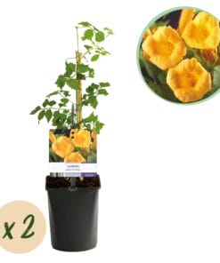 Trompetbloem - Campsis Radicans Flave - Bloem Geel - 2 Planten - Pot 11Cm Hoogte 40Cm