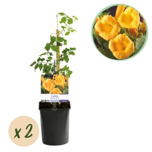 Trompetbloem - Campsis Radicans Flave - Bloem Geel - 2 Planten - Pot 11Cm Hoogte 40Cm