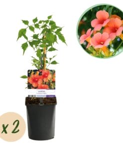 Trompetbloem - Campsis Radicans Madame Galen - Bloem Oranje - 2 Planten - Pot 11Cm Hoogte 40Cm