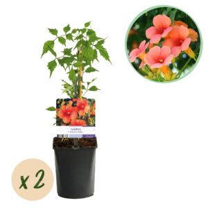 Trompetbloem - Campsis Radicans Madame Galen - Bloem Oranje - 2 Planten - Pot 11Cm Hoogte 40Cm