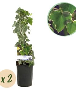 Klimplant - Hedera Helix Glacier -  Blad Bont - Groenblijvend - 2 Planten - Pot 11Cm Hoogte 40Cm