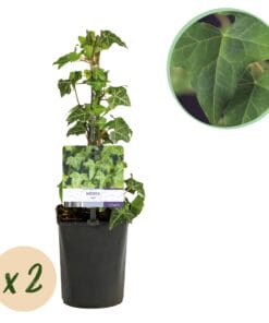 Klimplant - Hedera Helix - Blad Groen - Groenblijvend - 2 Planten - Pot 11Cm Hoogte 40Cm