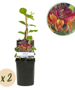 Kamperfoelie - Bloem Roze Met Geel  - 2 Planten - Pot 11Cm Hoogte 40Cm