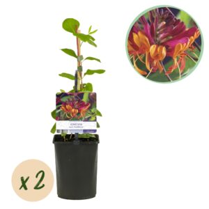 Kamperfoelie - Bloem Roze Met Geel  - 2 Planten - Pot 11Cm Hoogte 40Cm