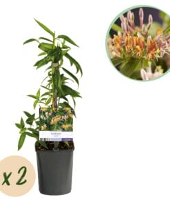 Kamperfoelie - Lonicera Henryi - Bloem Roze - 2 Planten - Pot 11Cm Hoogte 40Cm
