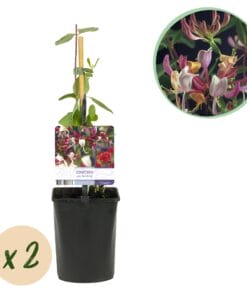 Kamperfoelie - Lonicera Serotina - Bloem Roze Met Wit - 2 Planten - Pot 11Cm Hoogte 40Cm