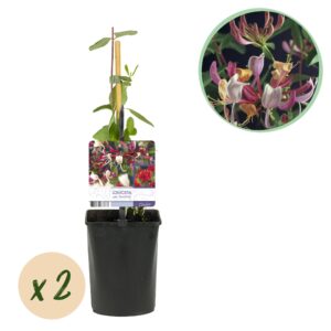 Kamperfoelie klimplant (Lonicera periclymenum 'Serotina') – geurende – pot 11 cm, ±40 cm