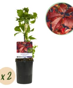 Wilde Wingerd - Blad Groen Later Rood - 2 Planten - Pot 11Cm Hoogte 40Cm