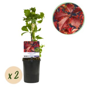 Wilde Wingerd (Parthenocissus quinquefolia 'Engelmannii') – pot 11 cm, ±40 cm
