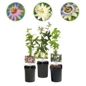 Passiebloem (Passiflora 'Tricolour') – set van 3 met roze, wit – pot 11 cm, ±40 cm
