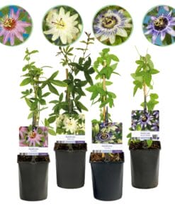 Passiebloem - Passiflora Rainbow  - Bloem Roze Wit Paars Groen - 4 Planten - Pot 11Cm Hoogte 40Cm