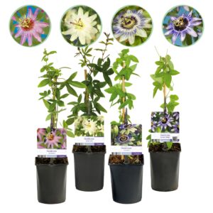 Passiebloem Rainbow (Passiflora 'Rainbow') – set van 4 kleurrijke – pot 11 cm, ±40 cm