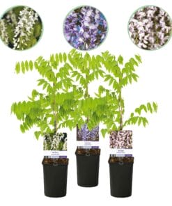 Blauwe Regen - Wisteria Floribunda Tricolour - Bloemen Blauw Roze Wit  - 3 Planten - Pot 11Cm Hoogte 40Cm