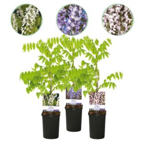 Blauwe Regen (Wisteria floribunda 'Tricolour') – set van 3 met witte – pot 11 cm, ±40 cm