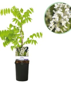 Blauwe Regen - Wisteria Floribunda Alba - Bloem Wit  - 1 Plant - Pot 11Cm Hoogte 40Cm