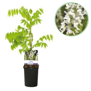 Blauwe Regen (Wisteria floribunda 'Alba') – geurende witte – pot 11 cm, ±40 cm