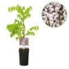 Blauwe Regen - Wisteria Floribunda Rosea - Bloem Roze  - 1 Plant - Pot 11Cm Hoogte 40Cm