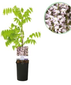 Blauwe Regen - Wisteria Floribunda Rosea - Bloem Roze  - 1 Plant - Pot 11Cm Hoogte 40Cm