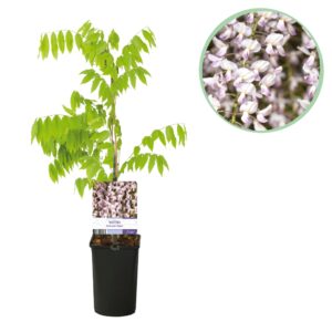 Blauwe Regen (Wisteria floribunda 'Rosea') – geurende klimplant – pot 11 cm, ±40 cm