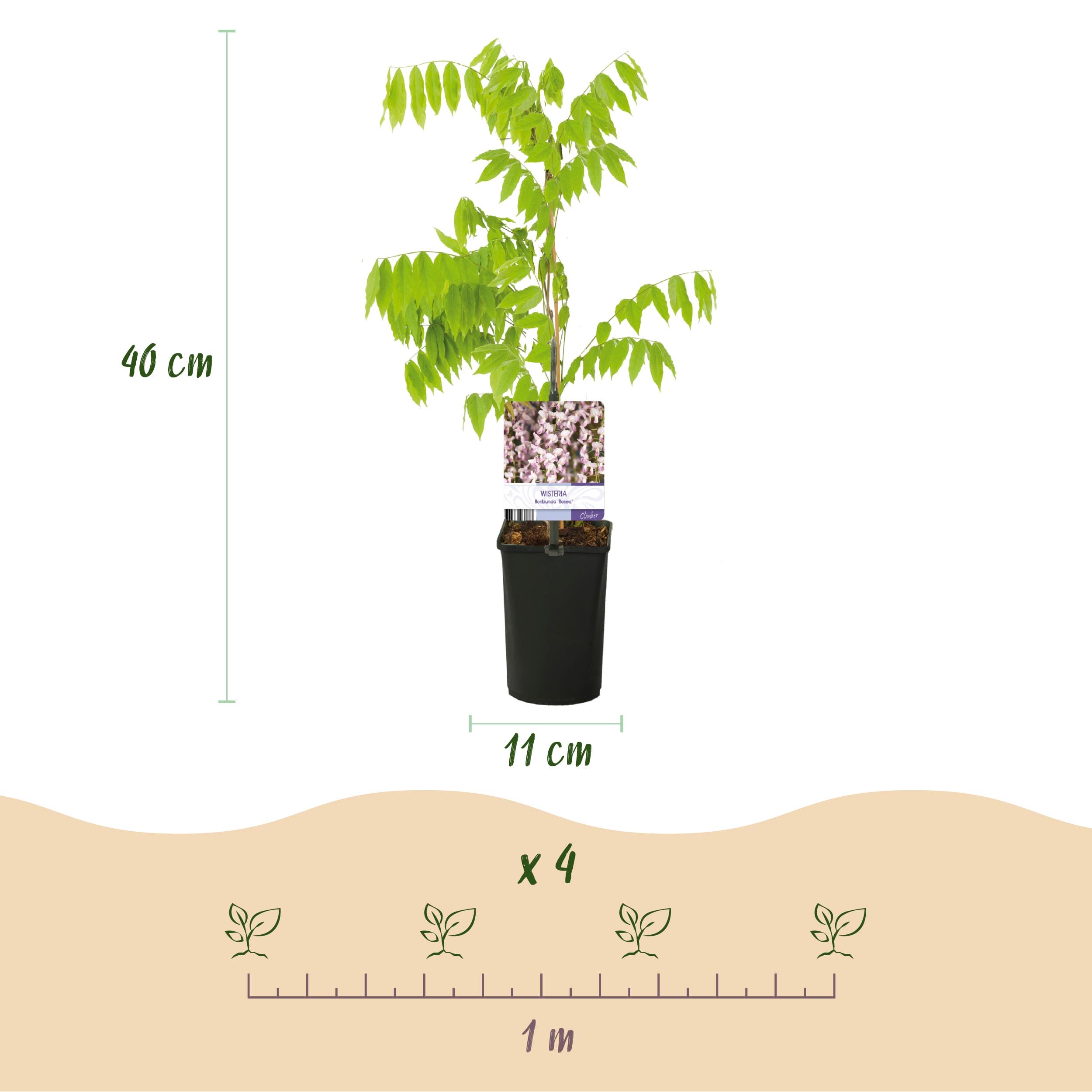 Blauwe Regen - Wisteria Floribunda Rosea - Bloem Roze - 1 Plant - Pot 11Cm Hoogte 40Cm - Afbeelding 3