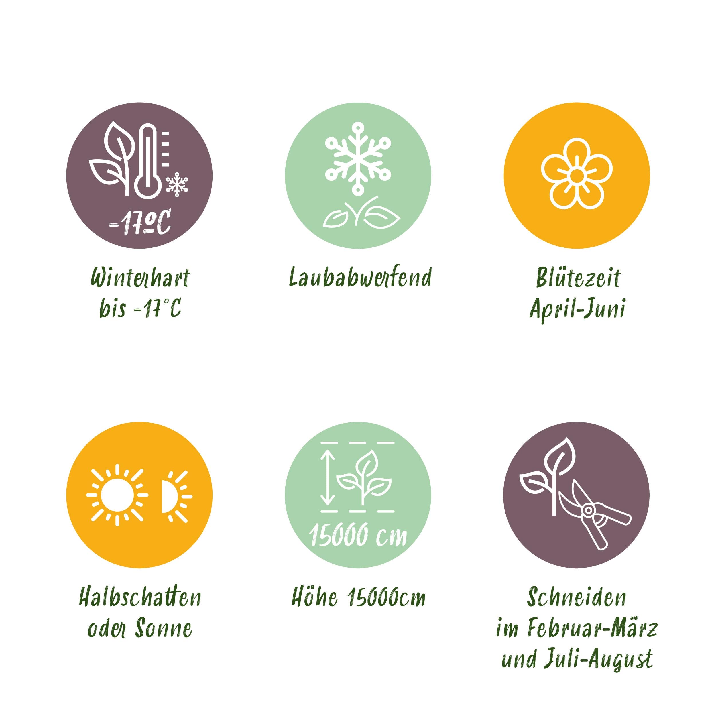 Blauwe Regen - Wisteria Floribunda Rosea - Bloem Roze - 1 Plant - Pot 11Cm Hoogte 40Cm - Afbeelding 6