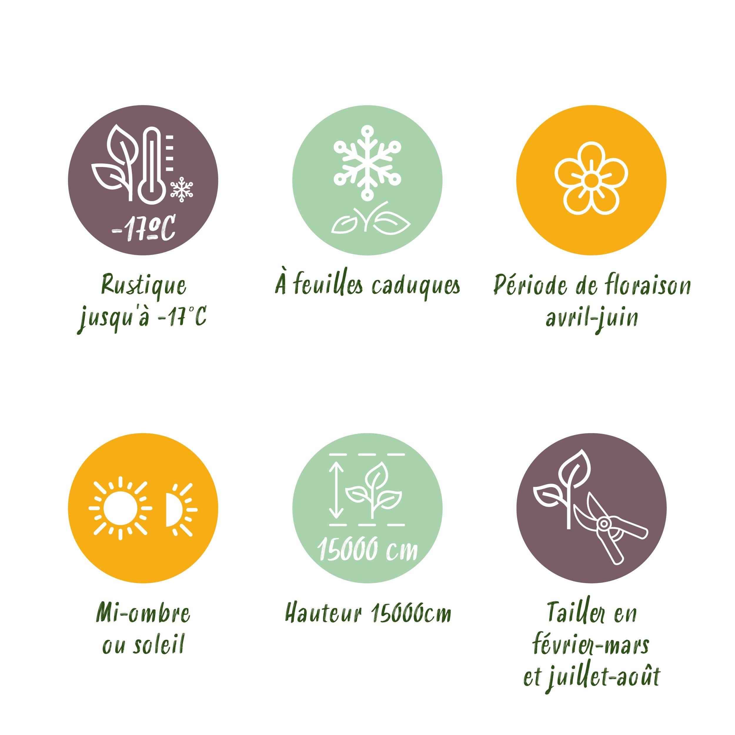 Blauwe Regen - Wisteria Floribunda Rosea - Bloem Roze - 1 Plant - Pot 11Cm Hoogte 40Cm - Afbeelding 7