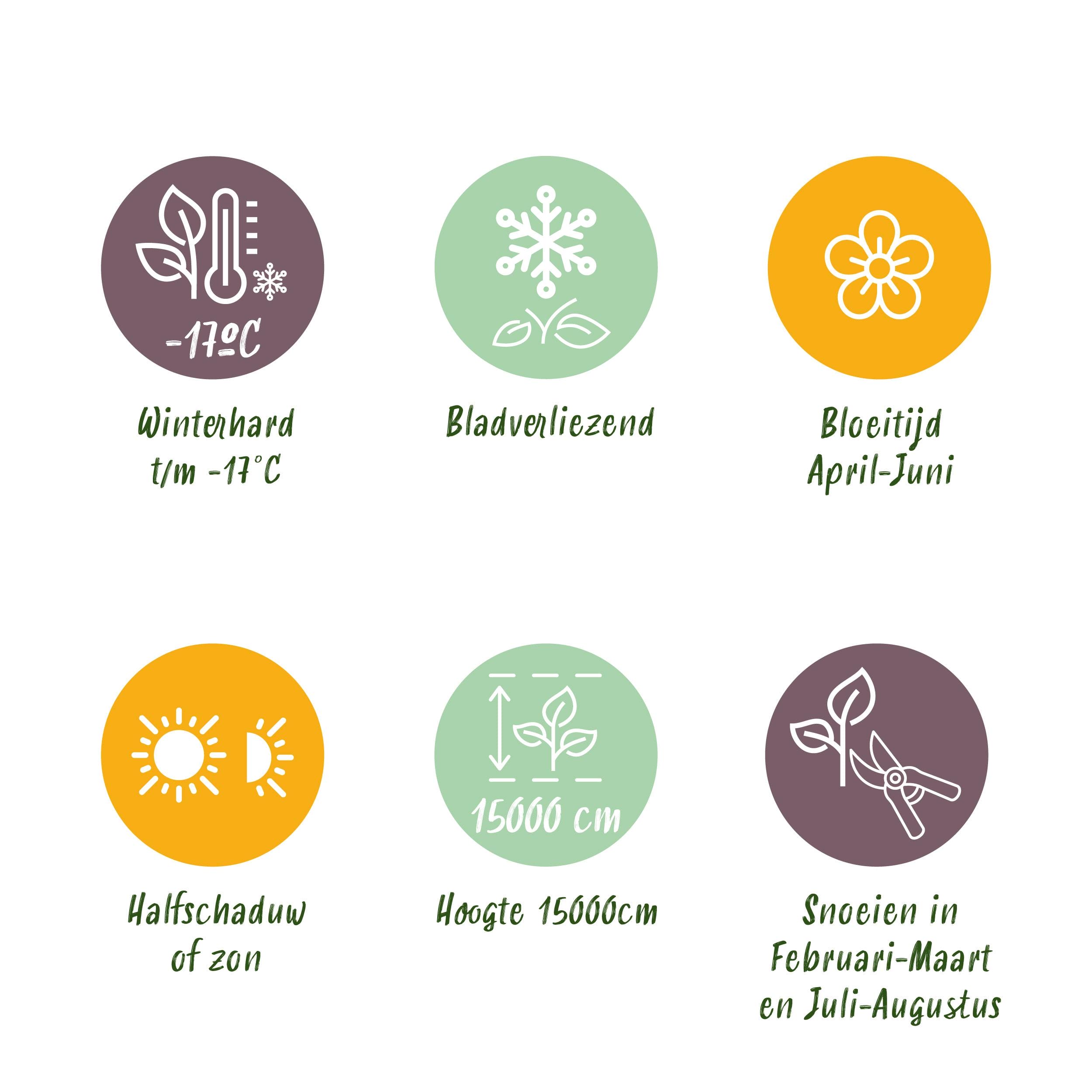 Blauwe Regen - Wisteria Floribunda Rosea - Bloem Roze - 1 Plant - Pot 11Cm Hoogte 40Cm - Afbeelding 8