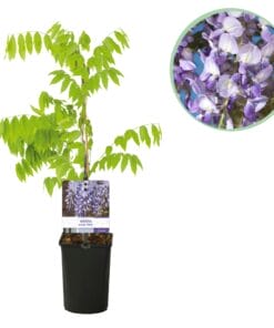 Blauwe Regen - Wisteria Floribunda Prolific - Bloem Blauw  - 1 Plant - Pot 11Cm Hoogte 40Cm