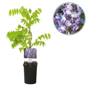 Blauwe Regen (Wisteria floribunda 'Prolific') – geurige klimplant – pot 11 cm, ±40 cm