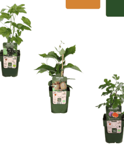 "Zoete Oogst Trio" Bio Fruitplanten Mix Set Van 3 Verschillende Soorten